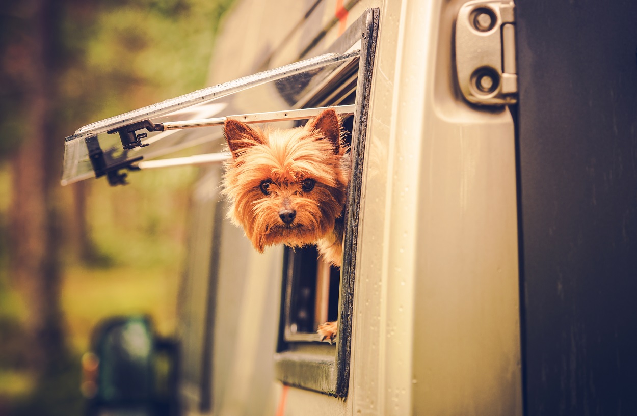 RV Traveling with Dogs